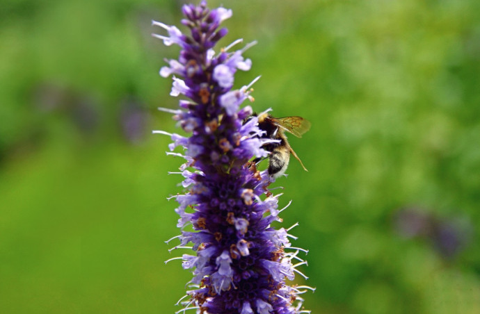Bee-Friendly Garden Tips
