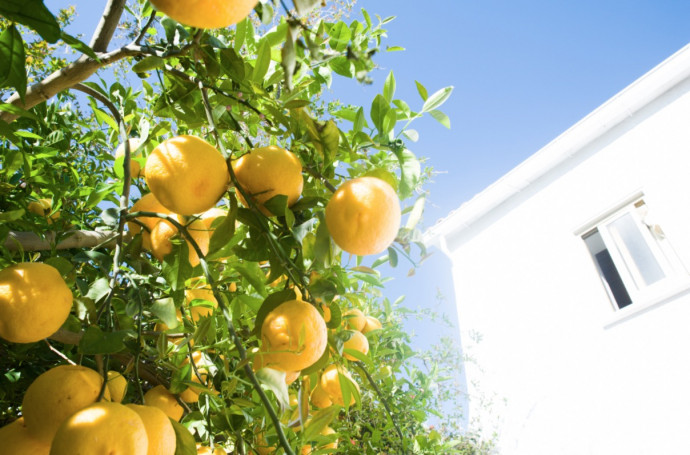 Summer Citrus Care