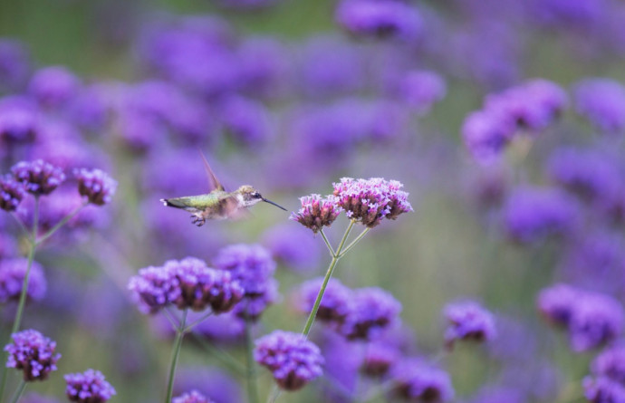 7 Tips to Attract Hummingbirds to Your Garden