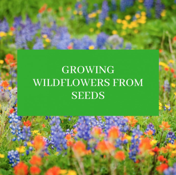 Growing Wildflowers from Seed