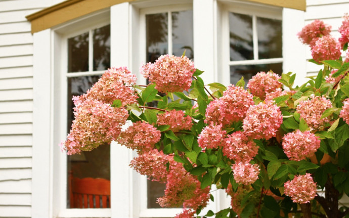 10 Best Flowering Trees for Your Landscape