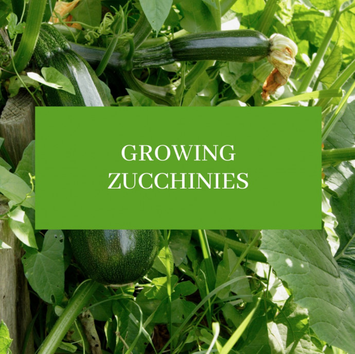 Zucchini: Planting and Growing Tips