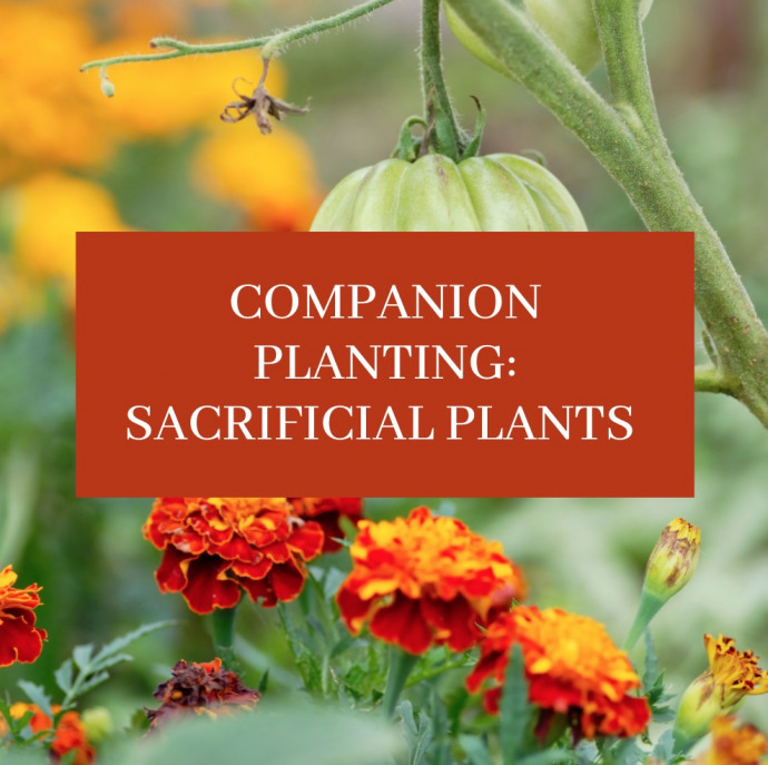 Companion Planting: Sacrificial Plants