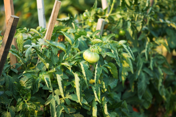 Top 10 Tomato Growing Tips