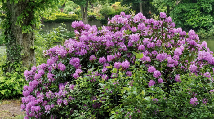 10 Best Shade-Loving Plants