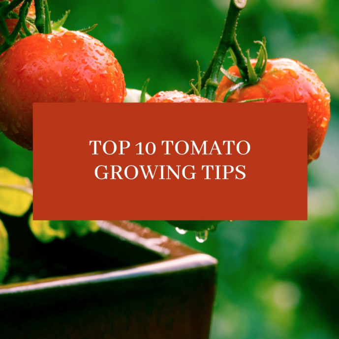 Top 10 Tomato Growing Tips