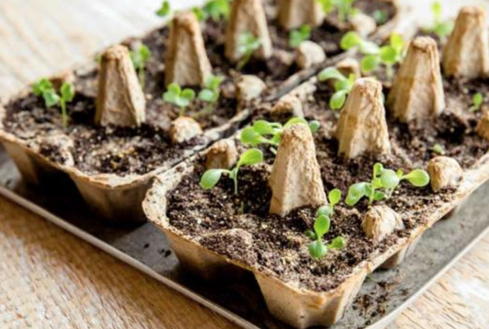 10 Kitchen Leftovers That are Good for Your Plants 10 Kitchen Leftovers That are Good for Your Plants