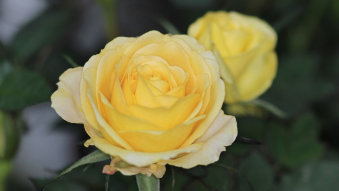 12 Common Gardening Q&A: Rosebushes 12 Common Gardening Q&A: Rosebushes