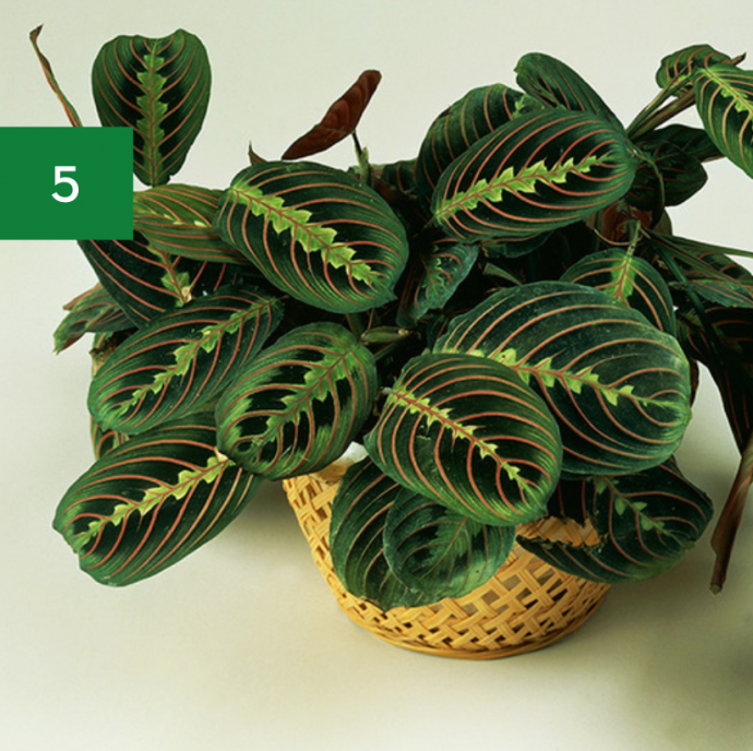 7 Indoor Plants Safe for Pets & Kids 7 Indoor Plants Safe for Pets & Kids
