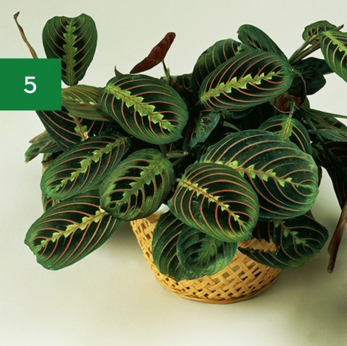 7 Indoor Plants Safe for Pets & Kids