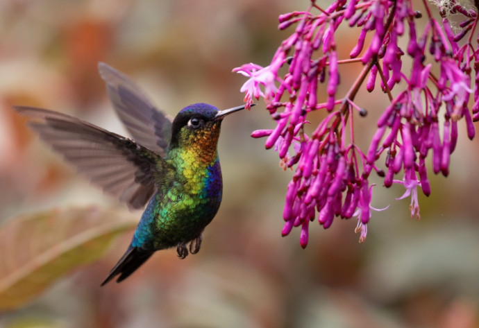 7 Tips to Attract Hummingbirds to Your Garden