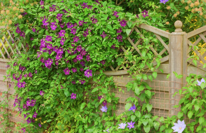 Bright Ideas to Provide Quick Garden Privacy Bright Ideas to Provide Quick Garden Privacy