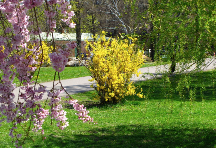 10 Best Flowering Trees for Your Landscape