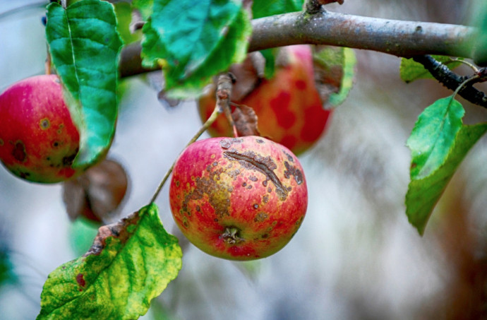 8 Common Tree Diseases and How to Treat Them On Time