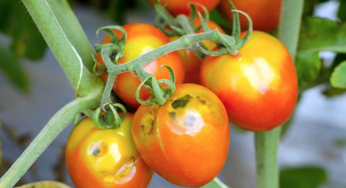 10 Common Tomato Problems & Solutions