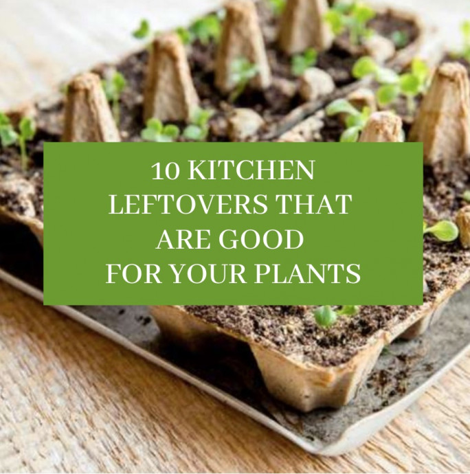 10 Kitchen Leftovers That are Good for Your Plants