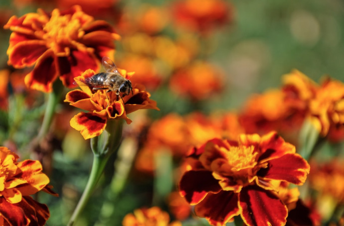 Bee-Friendly Garden Tips