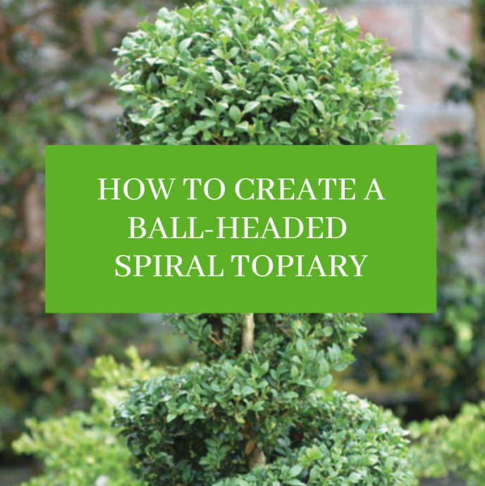 How to Create a Spiral Topiary