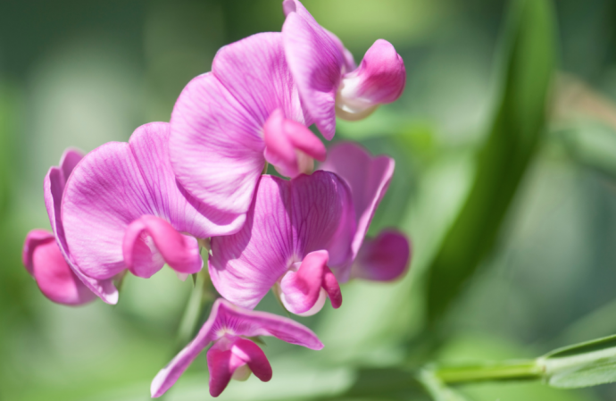 How To Grow Sweet Peas + Care Tips How To Grow Sweet Peas + Care Tips