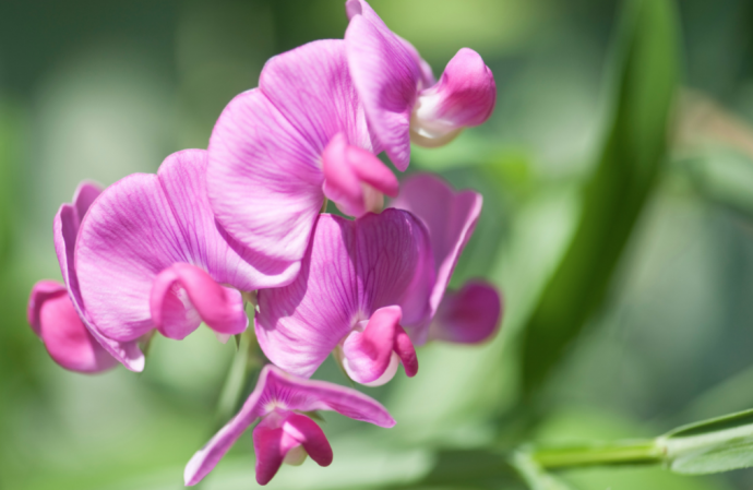 How To Grow Sweet Peas + Care Tips