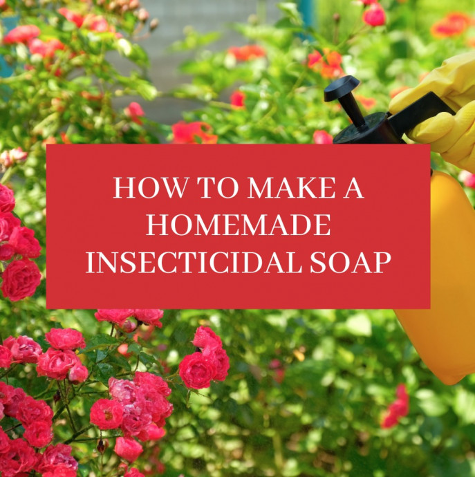 How to Make a Homemade Insecticidal Soap