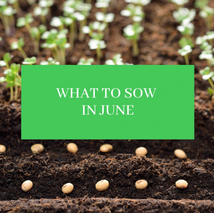 What to Sow and Plant in June