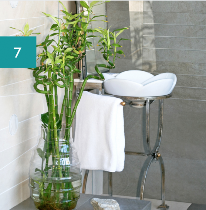 8 Best Bathroom Plants: High Humidity Plants 8 Best Bathroom Plants: High Humidity Plants
