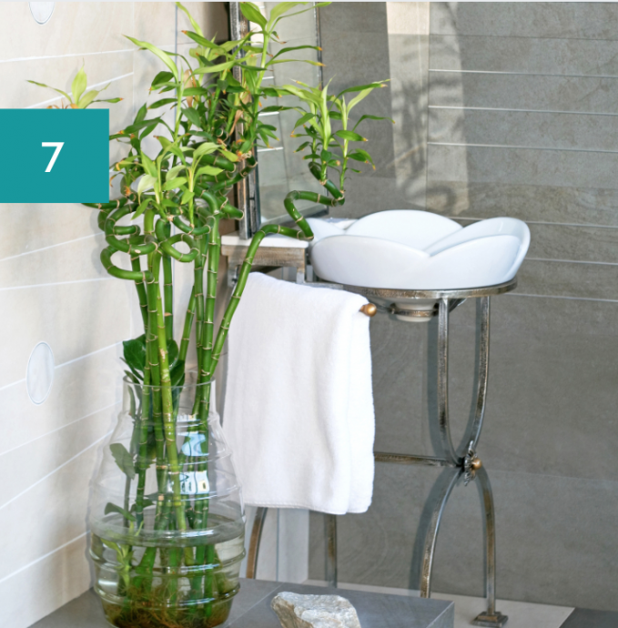 8 Best Bathroom Plants: High Humidity Plants