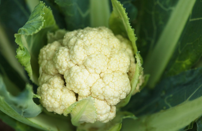 Companion Planting: Vegetables. Part 2 Companion Planting: Vegetables. Part 2