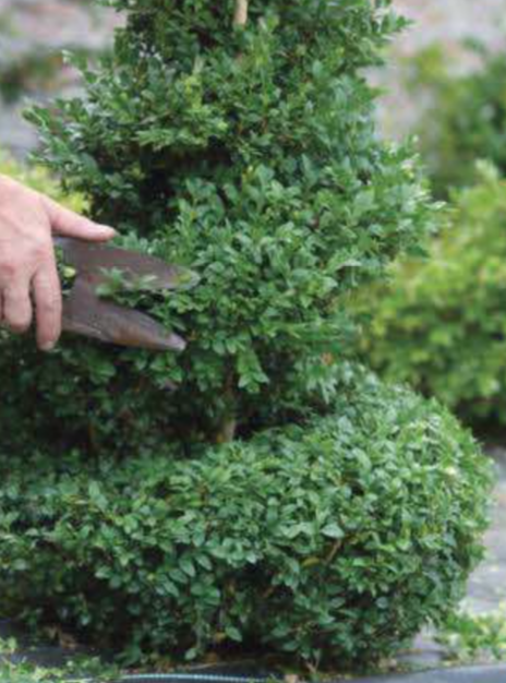 How to Create a Spiral Topiary