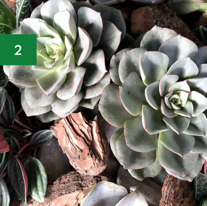 7 Indoor Plants Safe for Pets & Kids 7 Indoor Plants Safe for Pets & Kids