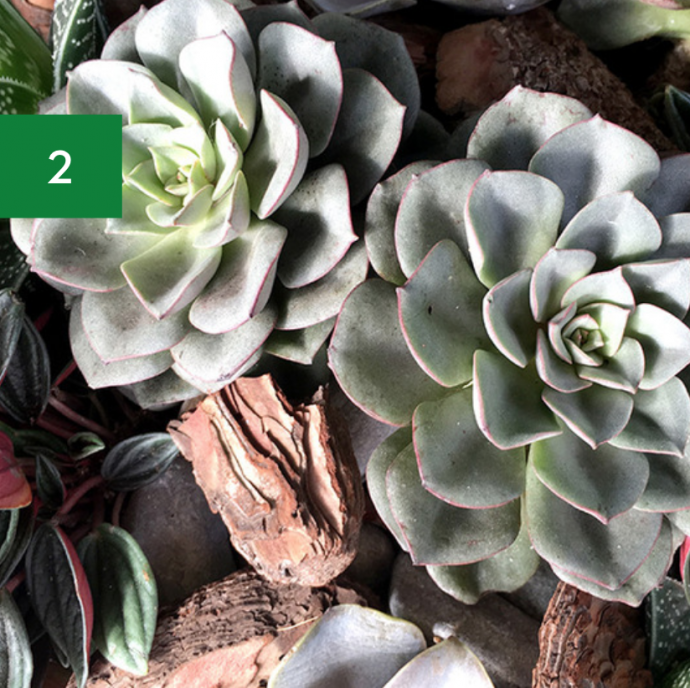 7 Indoor Plants Safe for Pets & Kids