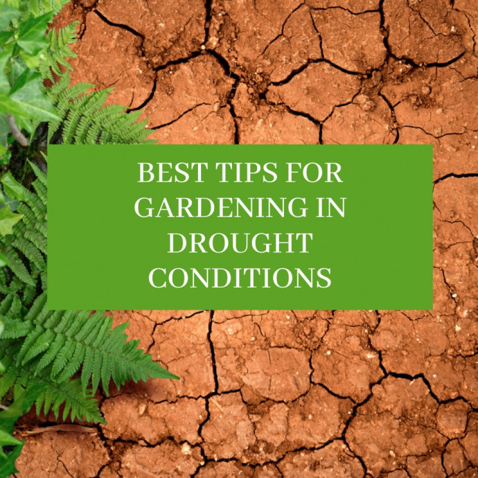 Best Tips For Gardening in Drought Conditions