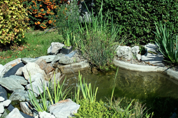 10 Tips for a Perfect Backyard Pond