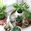 7 Common Houseplant Mistakes to avoid