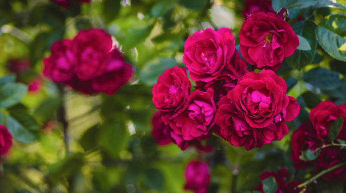 How to Grow a Rose Bush