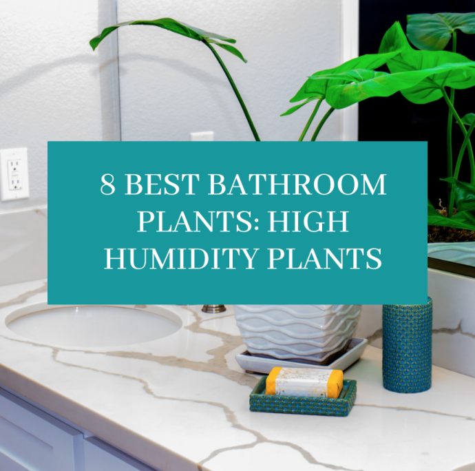 8 Best Bathroom Plants: High Humidity Plants