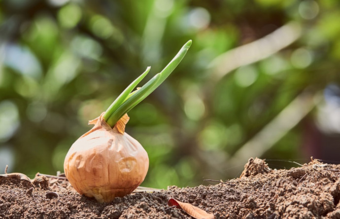 Companion Planting: Vegetables. Part 2 Companion Planting: Vegetables. Part 2