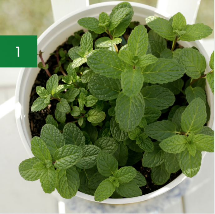 6 Essential Perennial Herbs for Your Garden