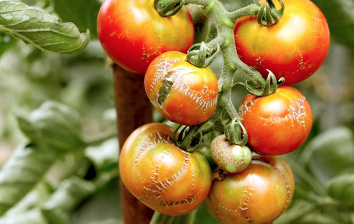 10 Common Tomato Problems & Solutions