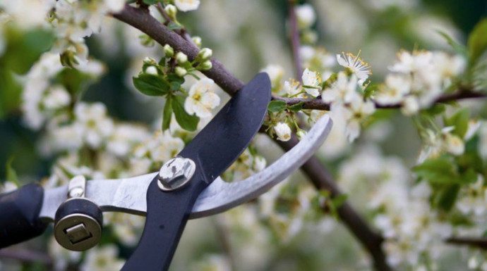 Tips for Pruning Flowering Shrubs