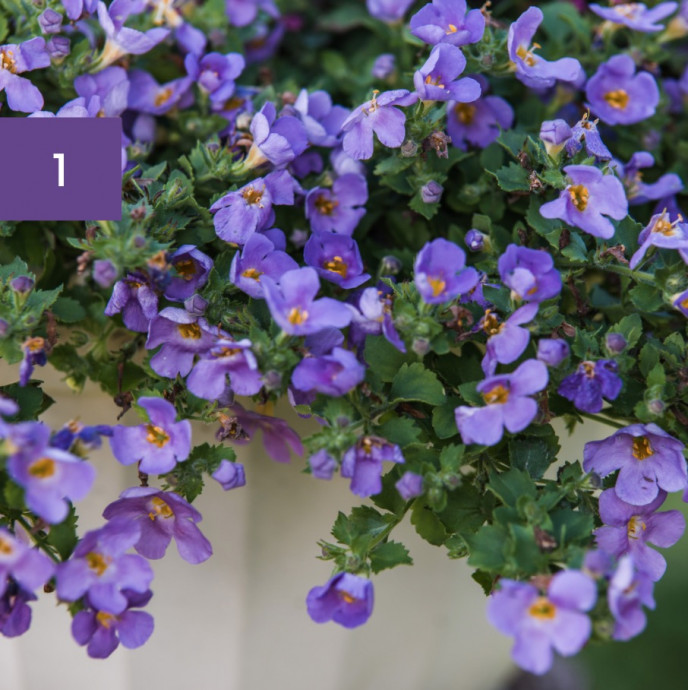 11 Perfect Hanging Basket Plants