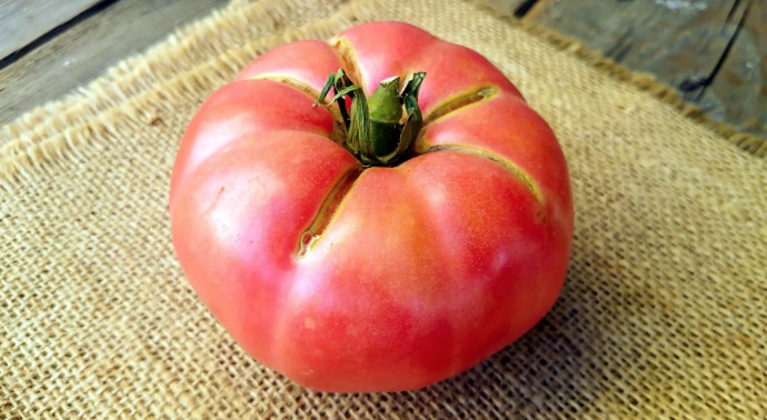 10 Common Tomato Problems & Solutions