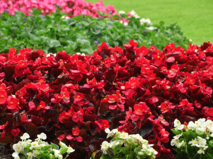 Top 10 Summer Bedding Plants