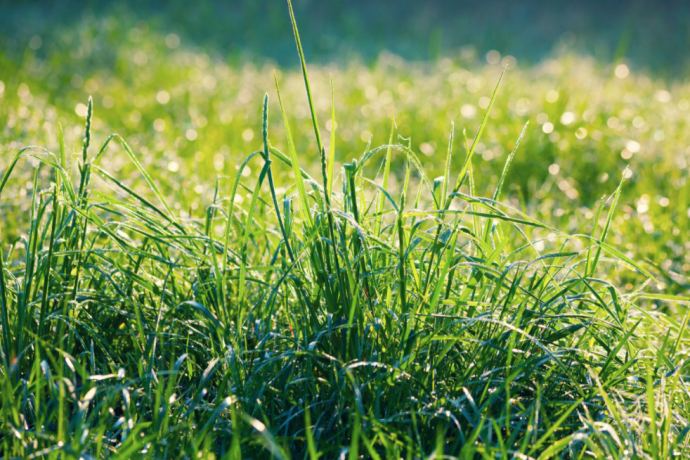 Lawn Care Tips For Beginners