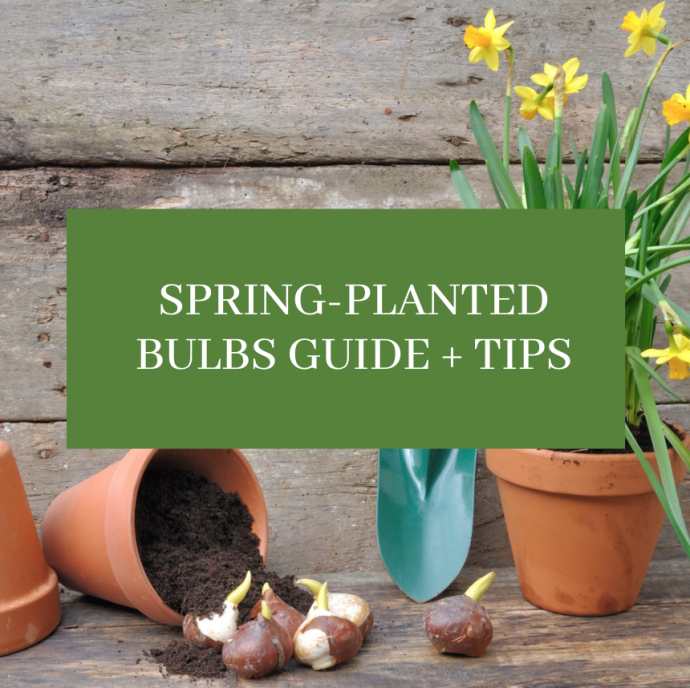 Spring-Planted Bulbs Guide + Tips