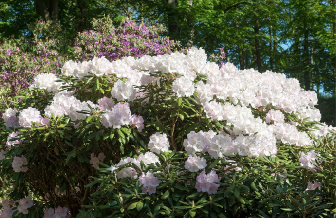 10 Best Flowering Trees for Your Landscape