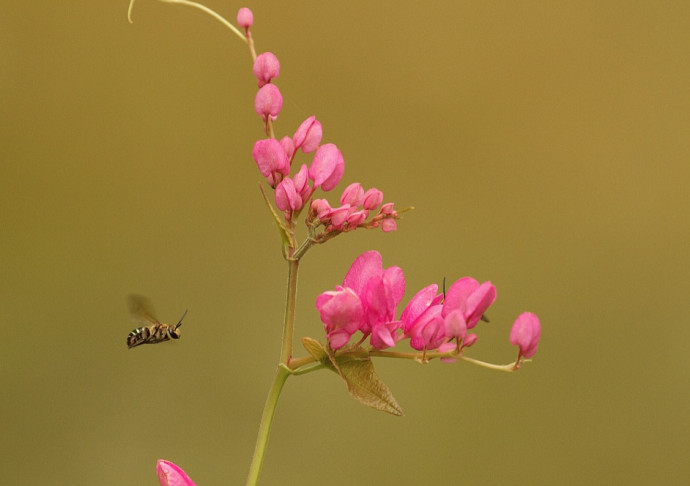 Bee-Friendly Garden Tips