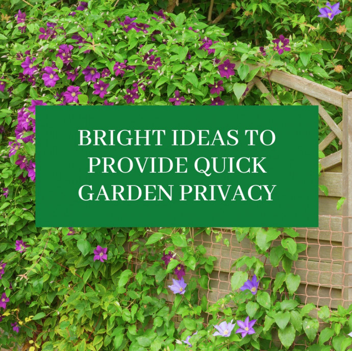 Bright Ideas to Provide Quick Garden Privacy