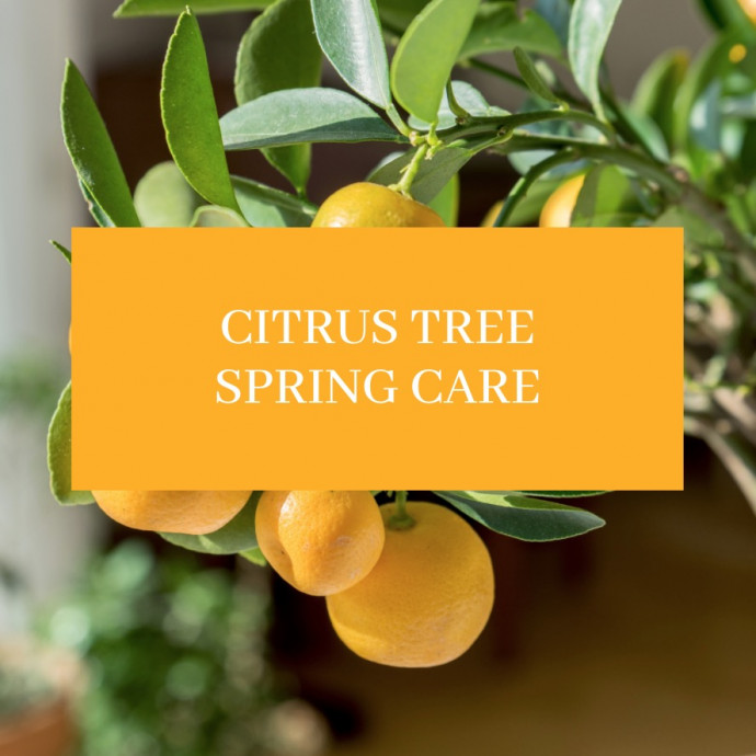 Citrus Spring Care